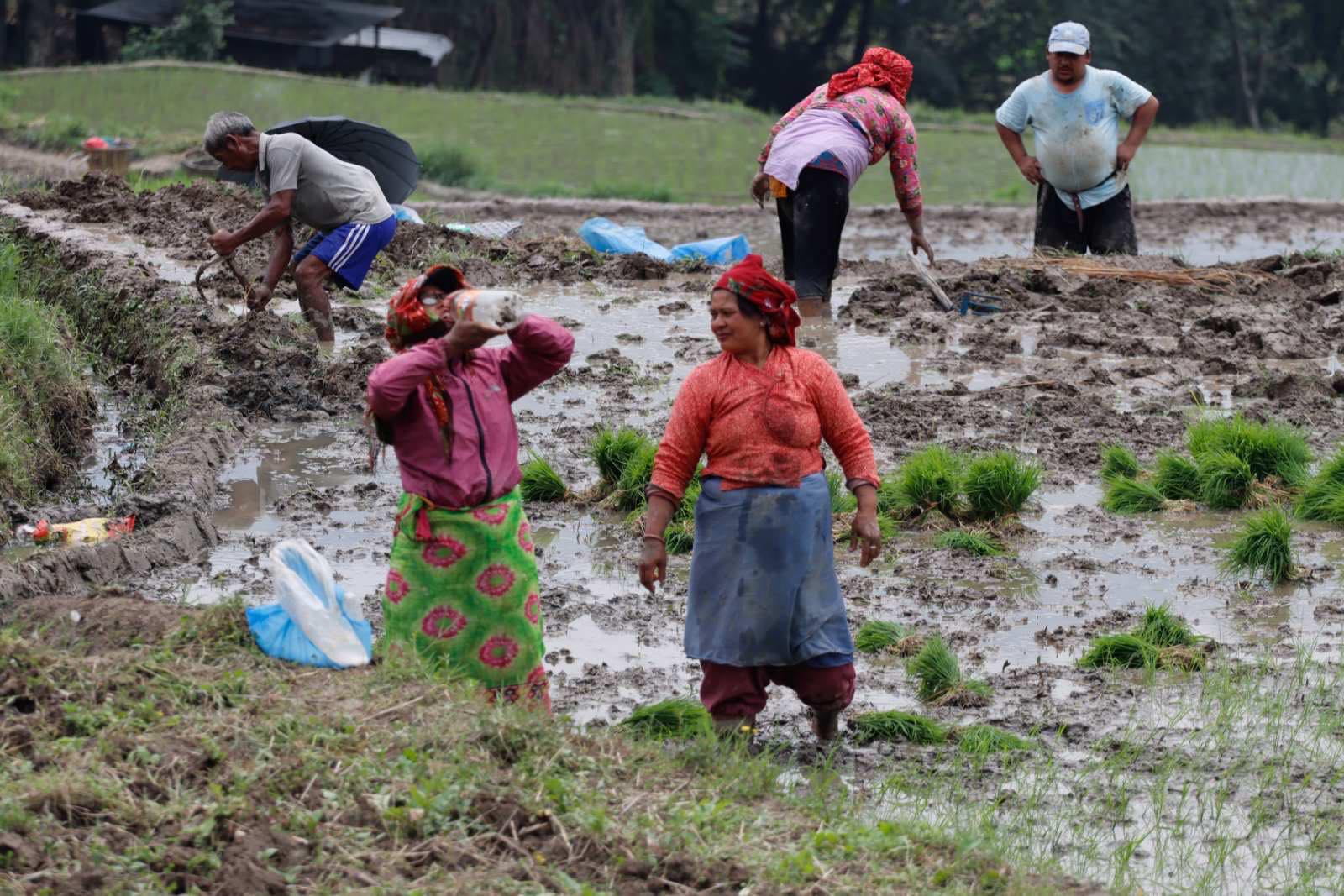 खाेकनावासीलाई राेपाइँकाे चटाराे